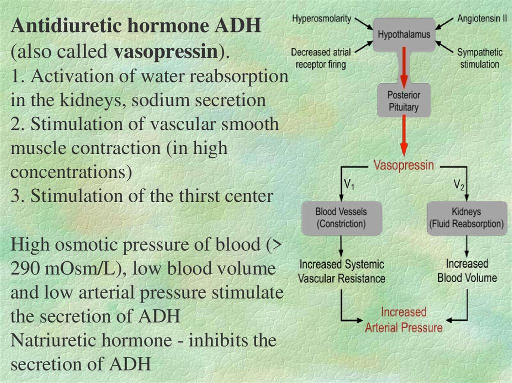 Antidiuretic hormone ADH (also called vasopressin).