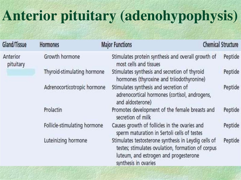 Anterior pituitary (adenohypophysis)