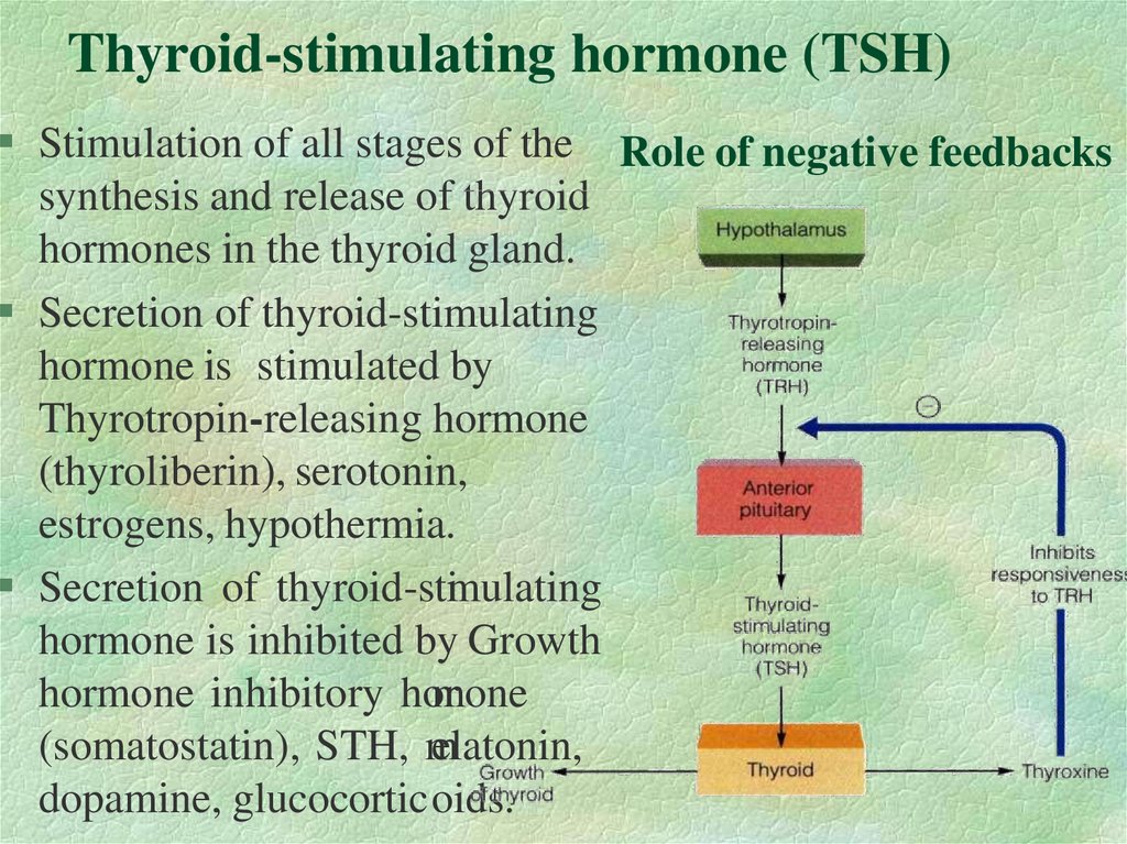 Thyroid-stimulating hormone (TSH)