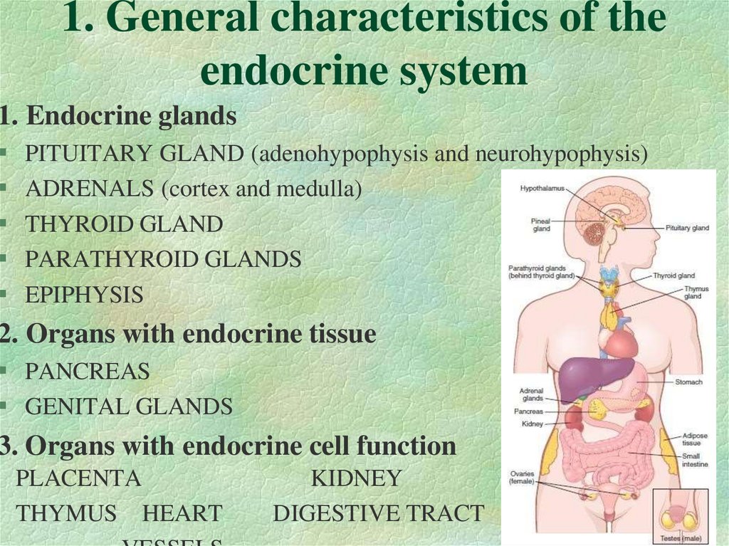 1. General characteristics of the endocrine system