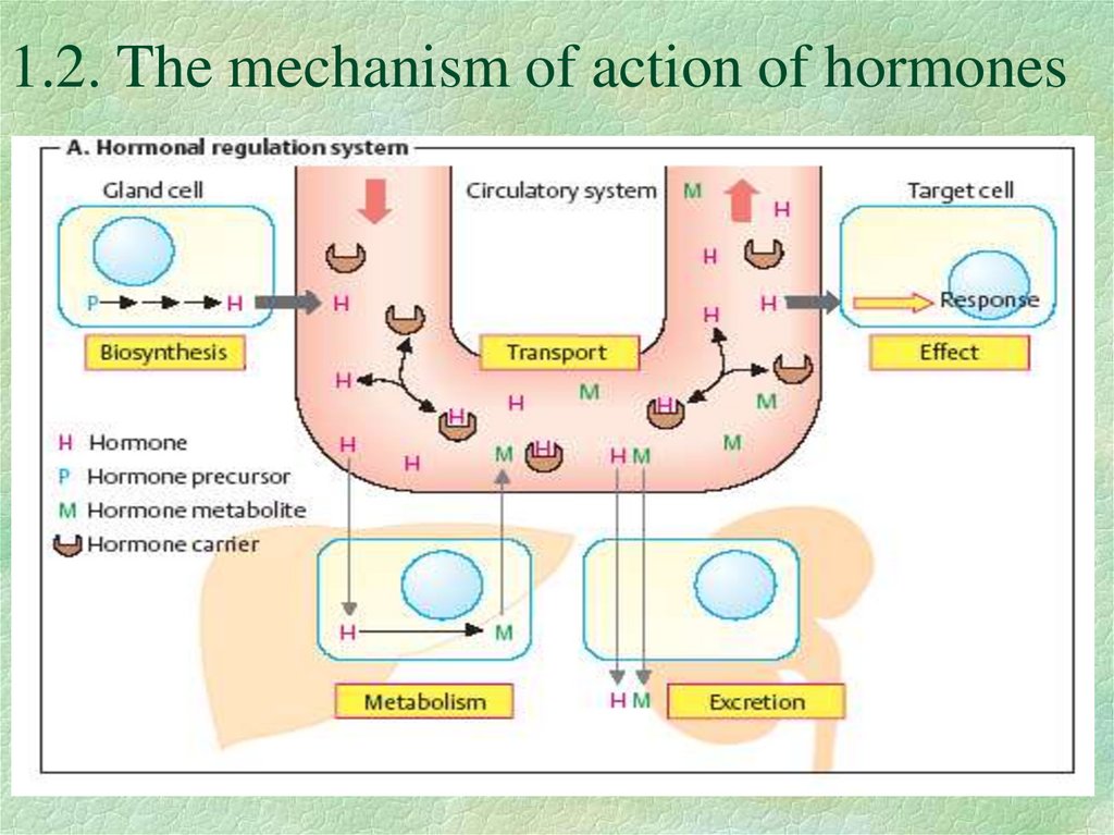 1.2. The mechanism of action of hormones