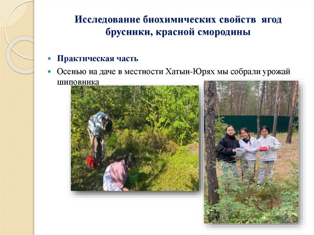 Исследование биохимических свойств ягод брусники, красной смородины