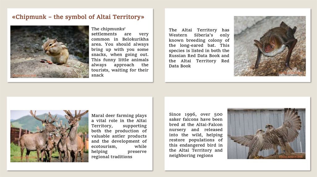 «Chipmunk – the symbol of Altai Territory»