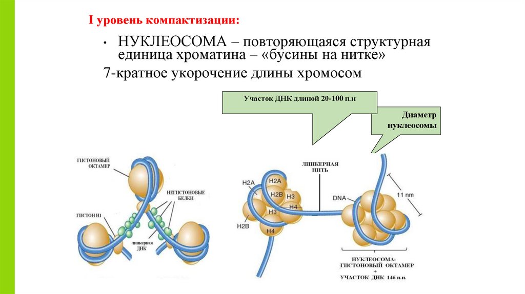 I уровень компактизации:
