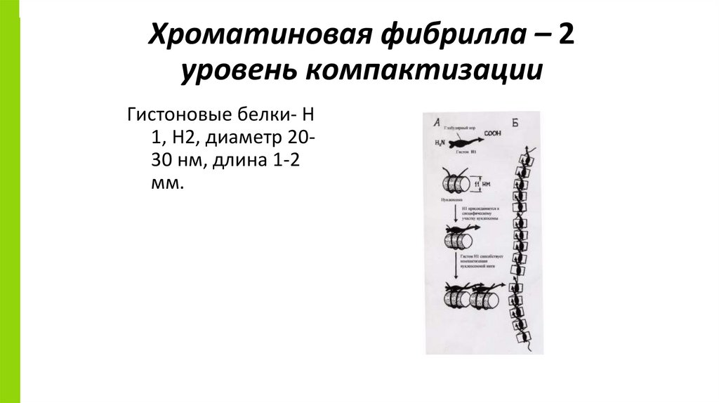 Хроматиновая фибрилла – 2 уровень компактизации