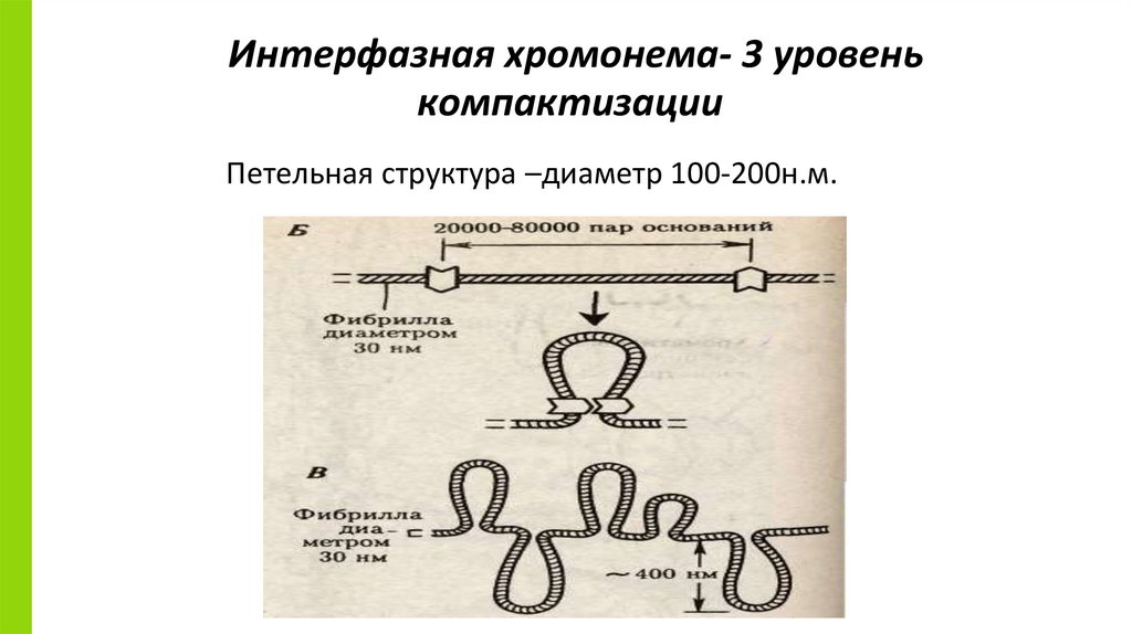 Интерфазная хромонема- 3 уровень компактизации