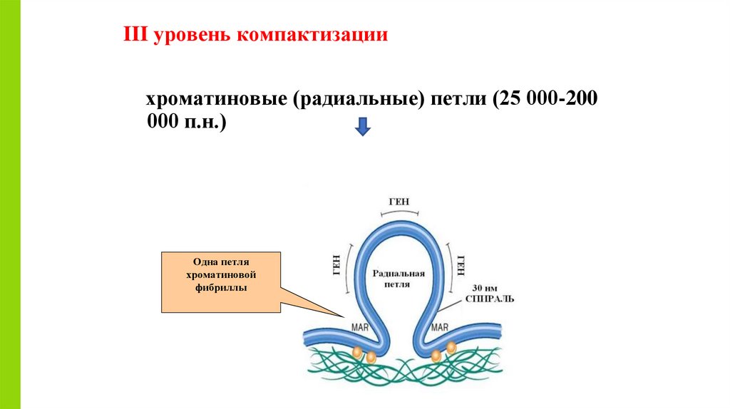 III уровень компактизации