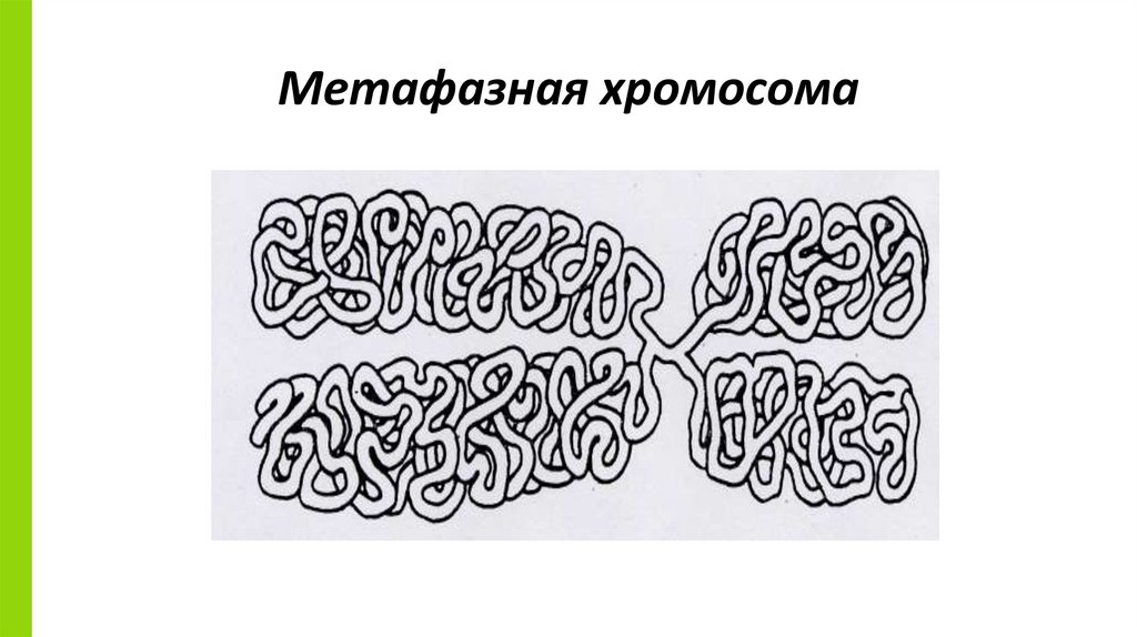 Метафазная хромосома