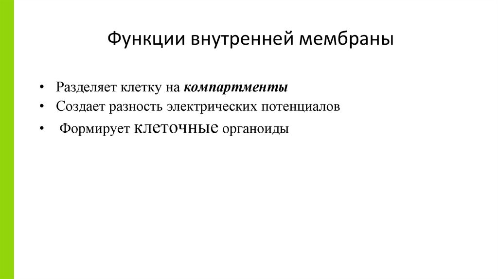 Функции внутренней мембраны