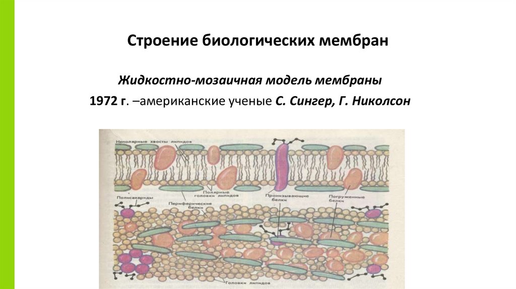 Строение биологических мембран