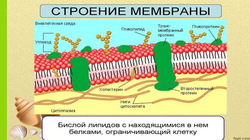 Строение биологических мембран