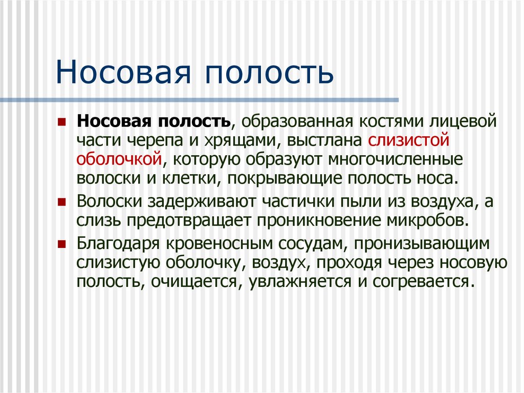 Носовая полость