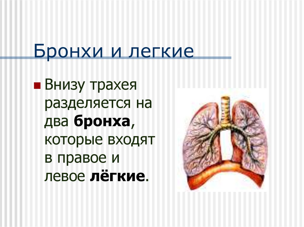 Бронхи и легкие