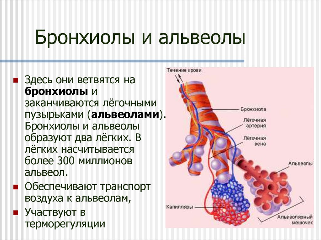 Бронхиолы и альвеолы