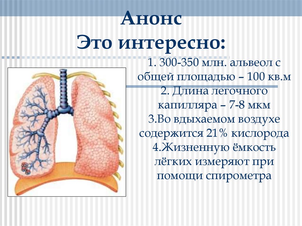 1. 300-350 млн. альвеол с общей площадью – 100 кв.м 2. Длина легочного капилляра – 7-8 мкм 3.Во вдыхаемом воздухе содержится