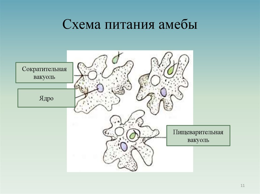 Схема питания амебы