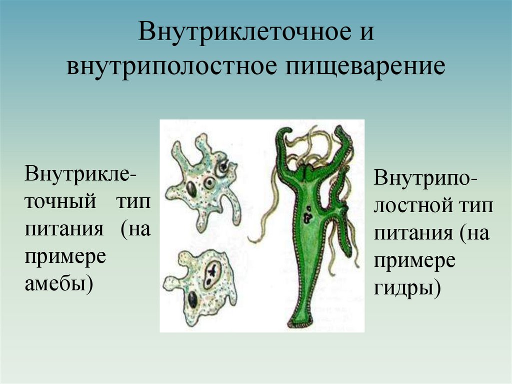 Внутриклеточное и внутриполостное пищеварение