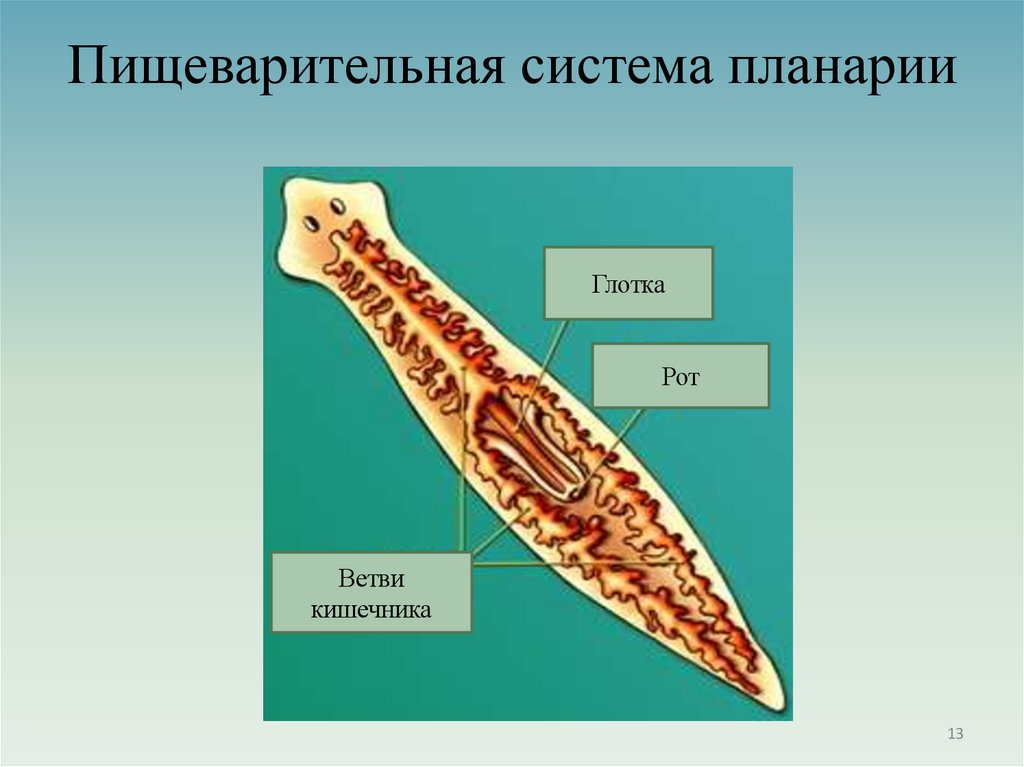 Пищеварительная система планарии