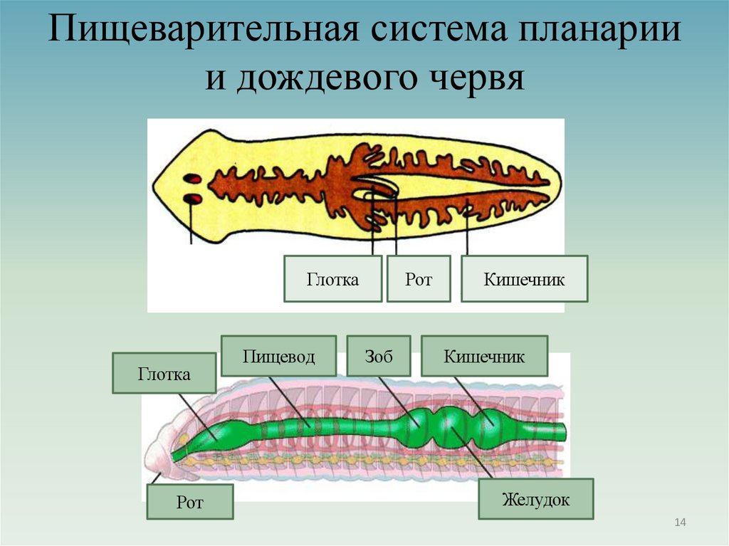 Пищеварительная система планарии и дождевого червя