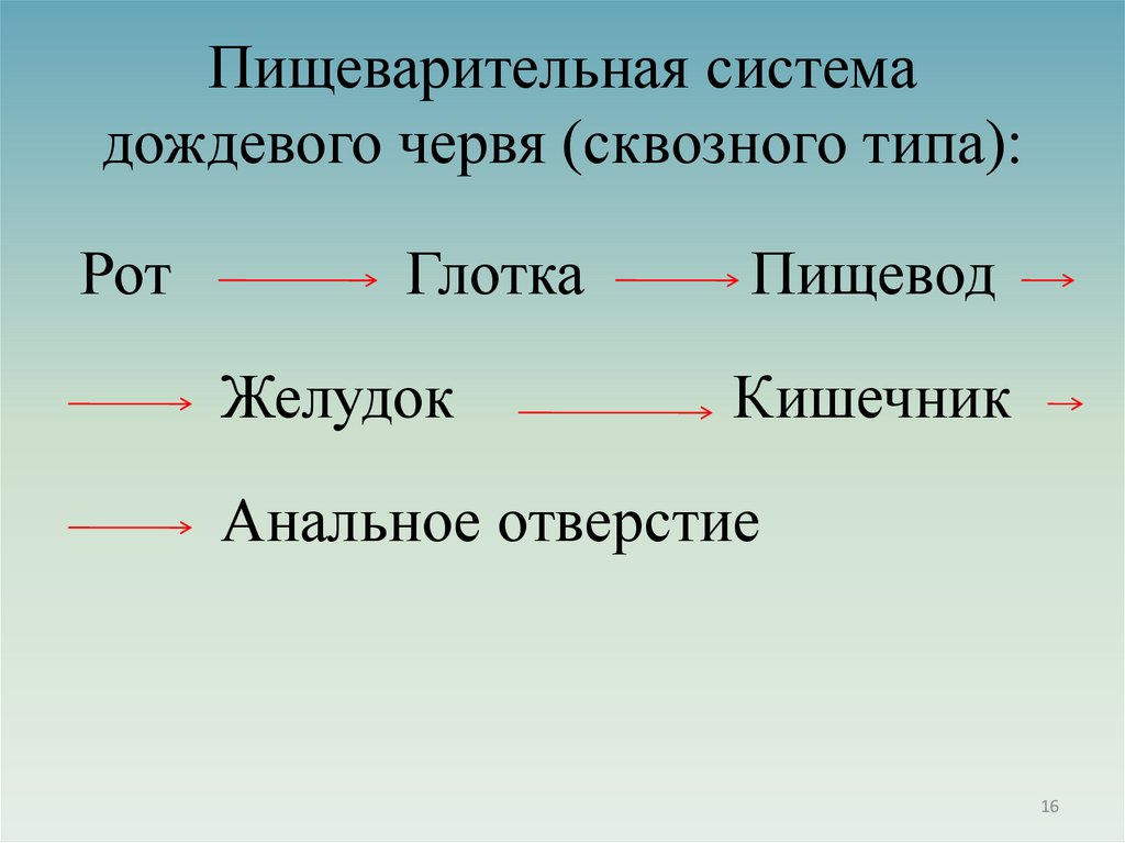 Пищеварительная система дождевого червя (сквозного типа):