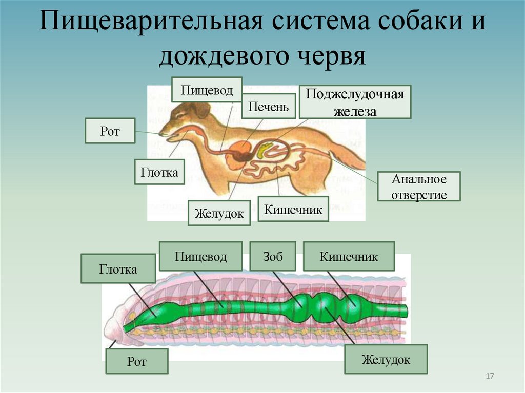 Пищеварительная система собаки и дождевого червя