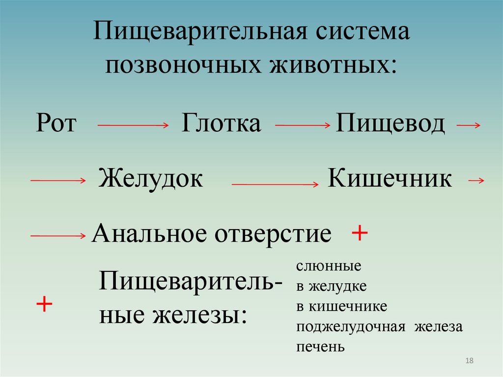 Пищеварительная система позвоночных животных: