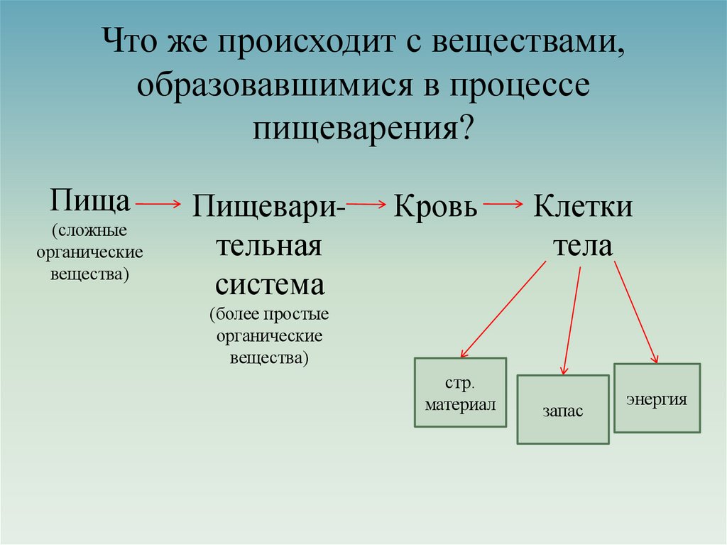 Что же происходит с веществами, образовавшимися в процессе пищеварения?