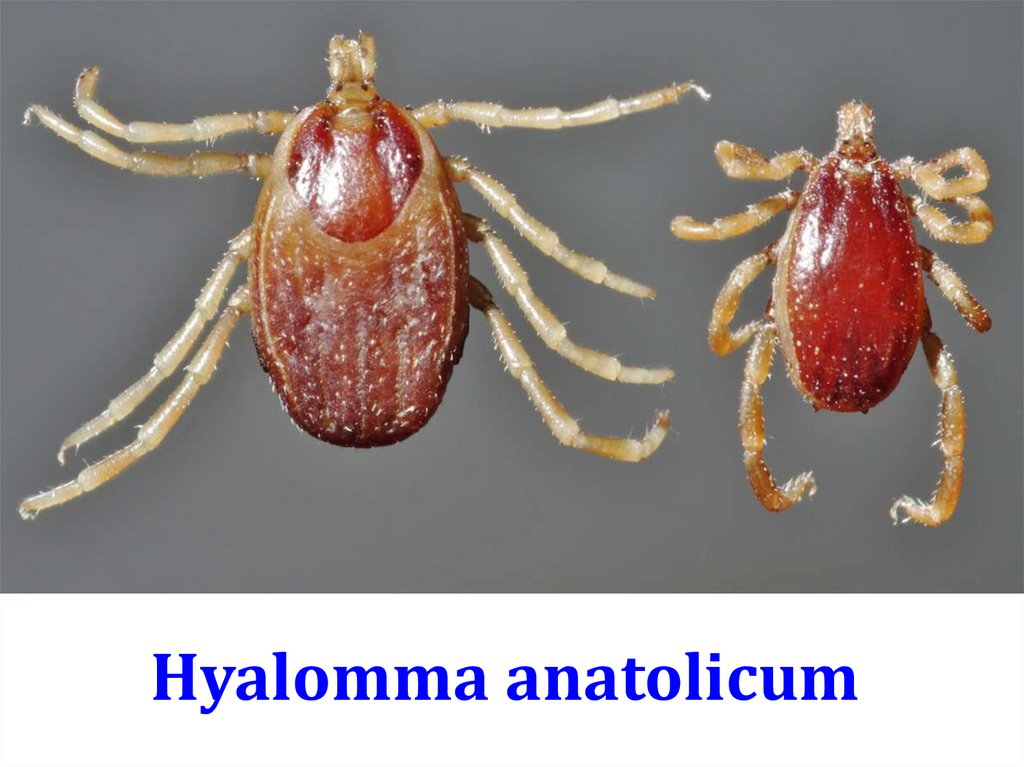 Hyalomma anatolicum