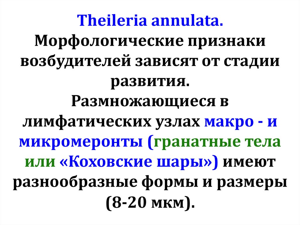 Theileria annulata. Морфологические признаки возбудителей зависят от стадии развития. Размножающиеся в лимфатических узлах