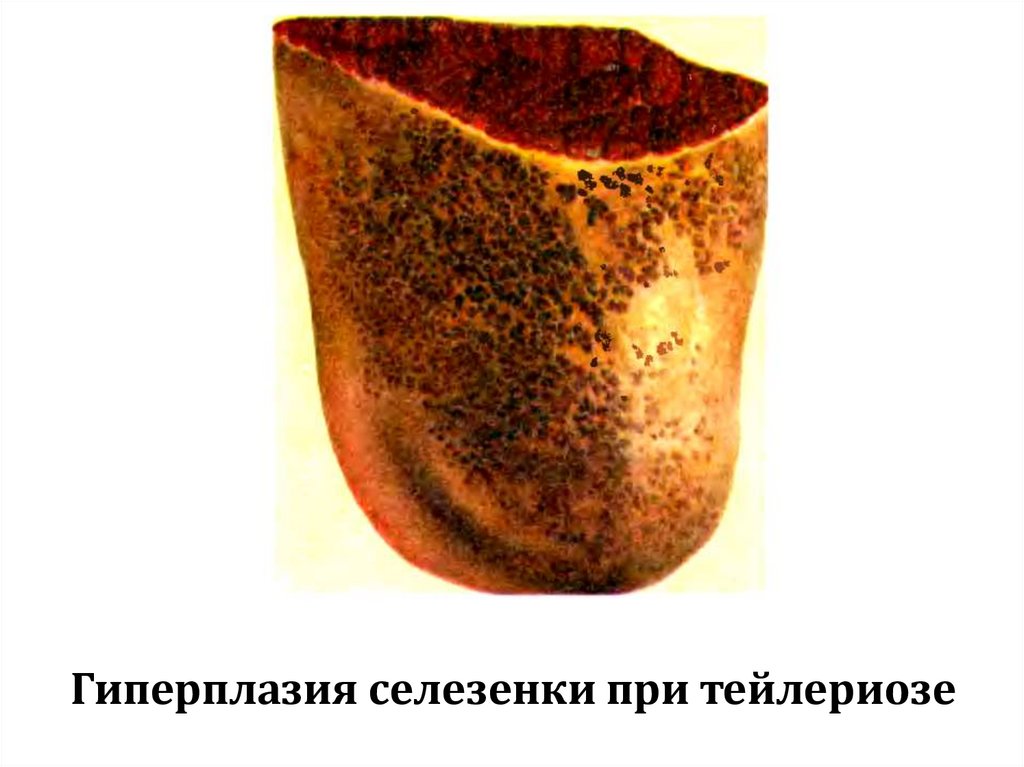 Гиперплазия селезенки при тейлериозе