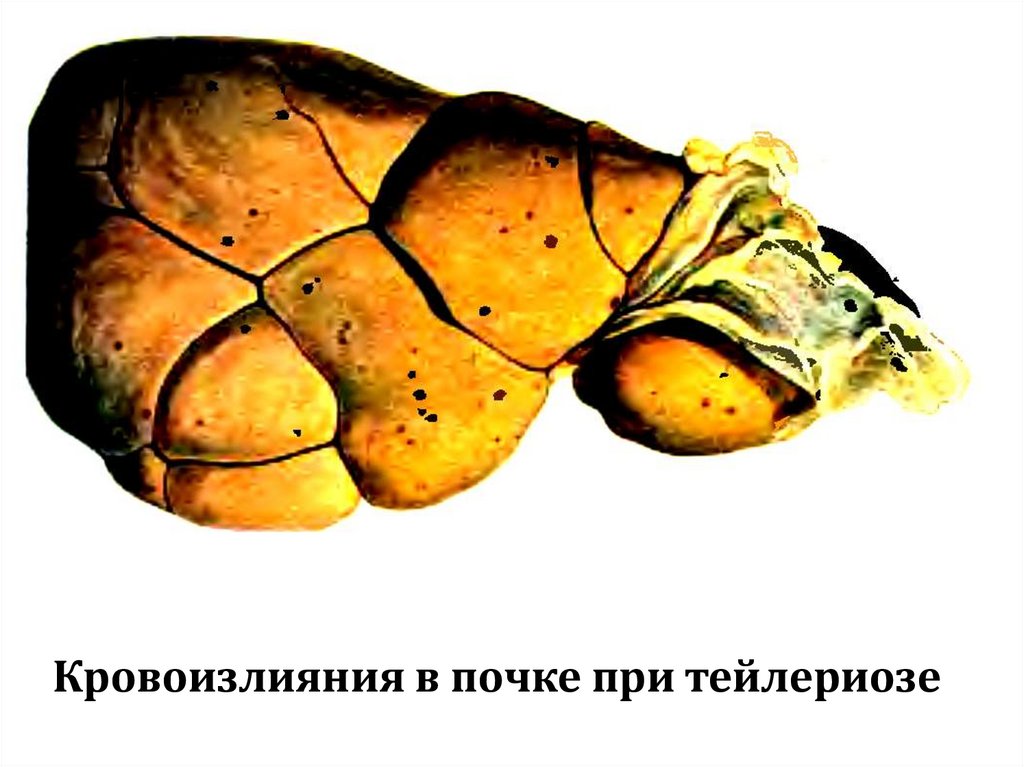 Кровоизлияния в почке при тейлериозе