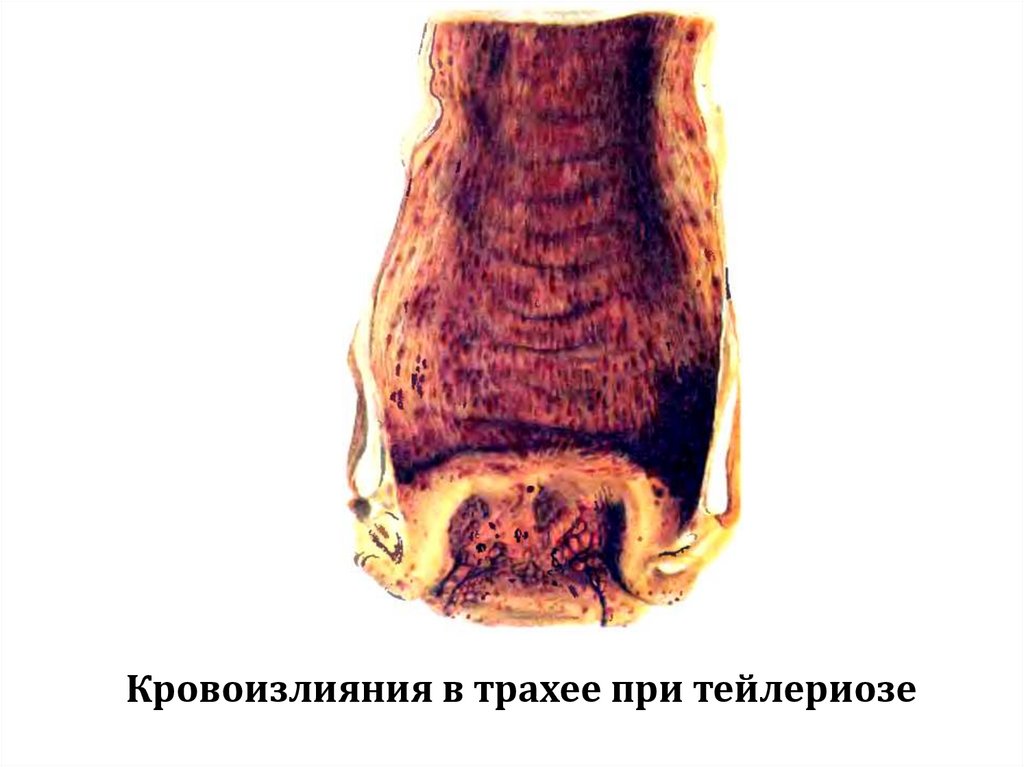 Кровоизлияния в трахее при тейлериозе