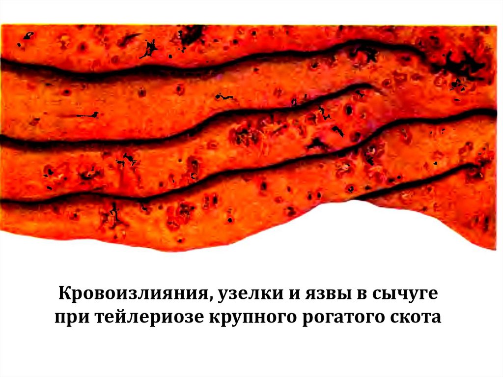 Кровоизлияния, узелки и язвы в сычуге при тейлериозе крупного рогатого скота