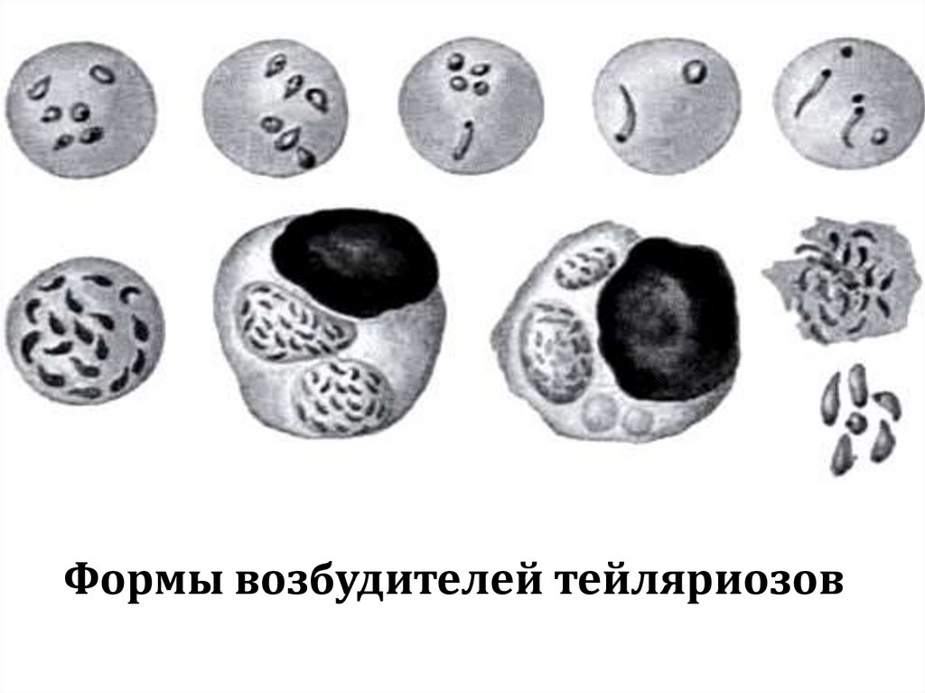 Формы возбудителей тейляриозов