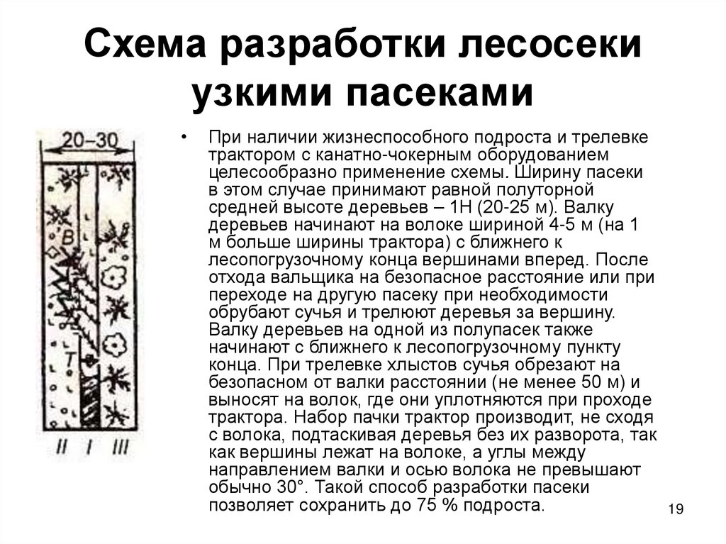 Схема разработки лесосеки узкими пасеками