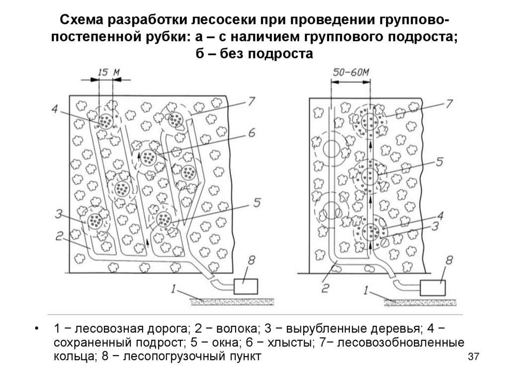 Схема разработки лесосеки при проведении группово-постепенной рубки: а – с наличием группового подроста; б – без подроста