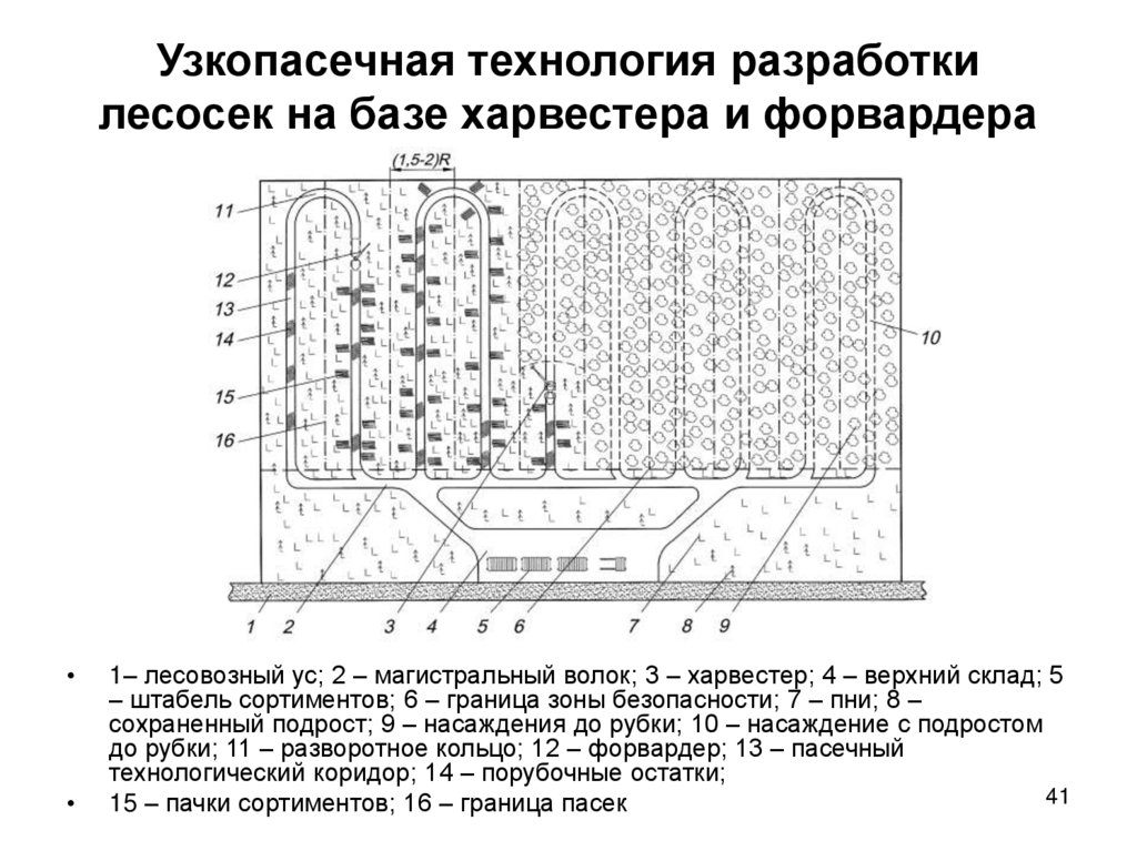 Узкопасечная технология разработки лесосек на базе харвестера и форвардера