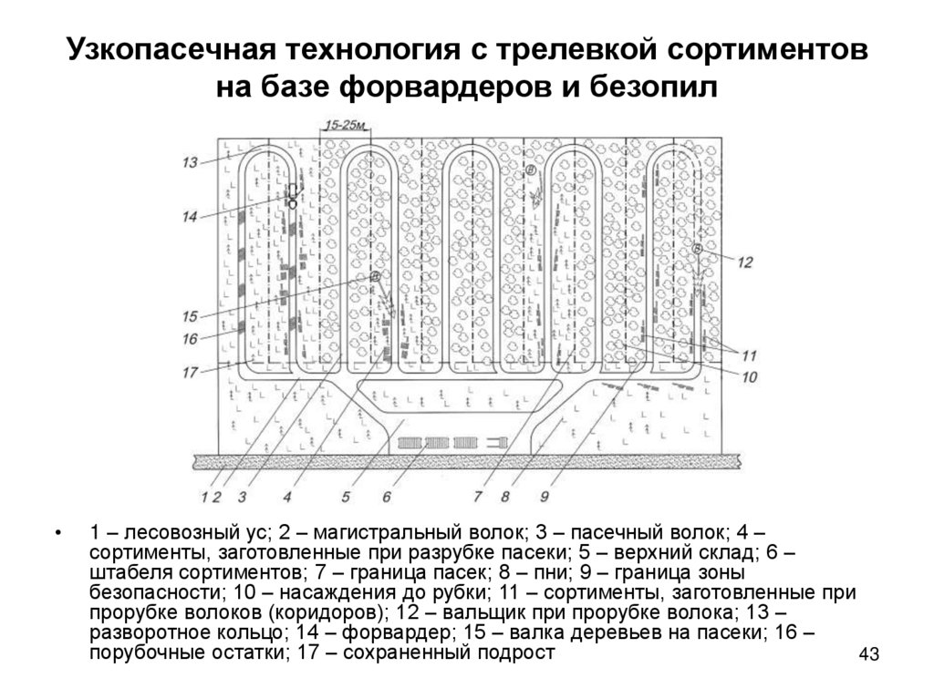 Узкопасечная технология с трелевкой сортиментов на базе форвардеров и безопил