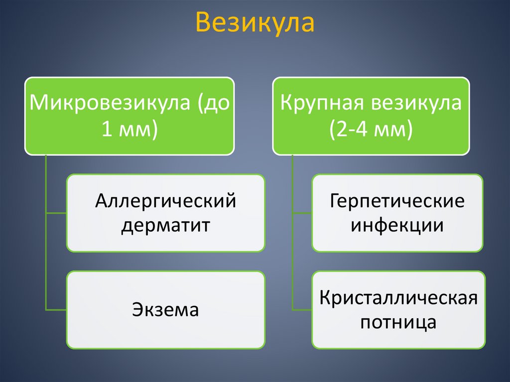 Везикула