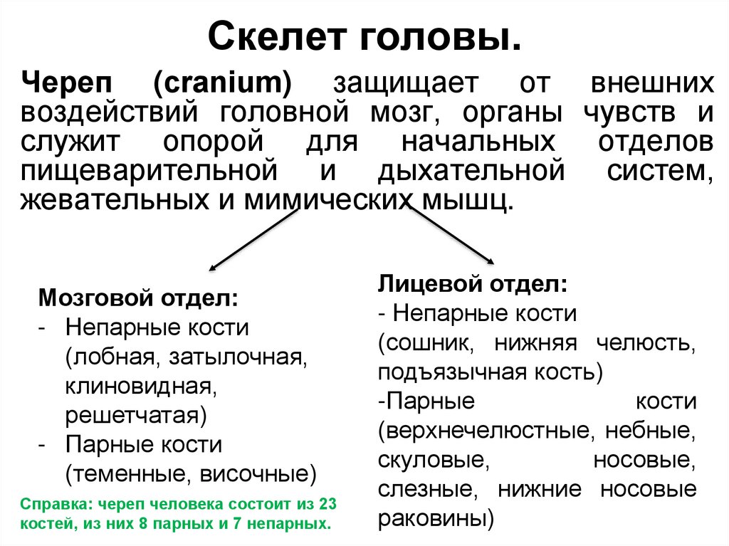 Скелет головы.