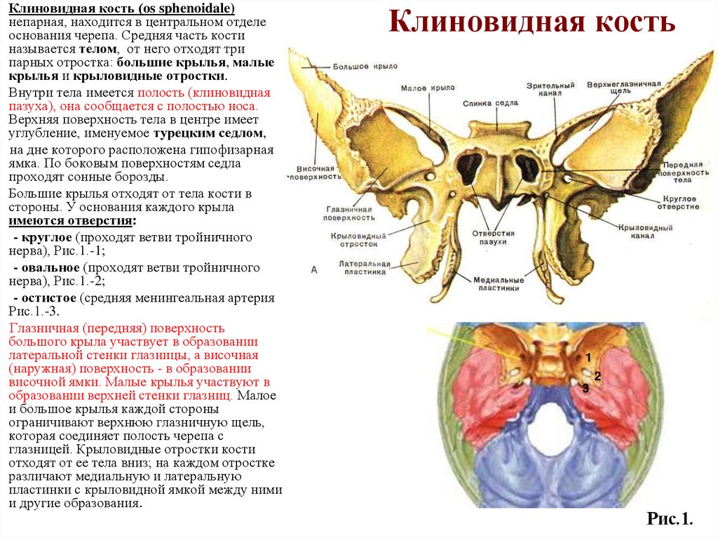 Клиновидная кость