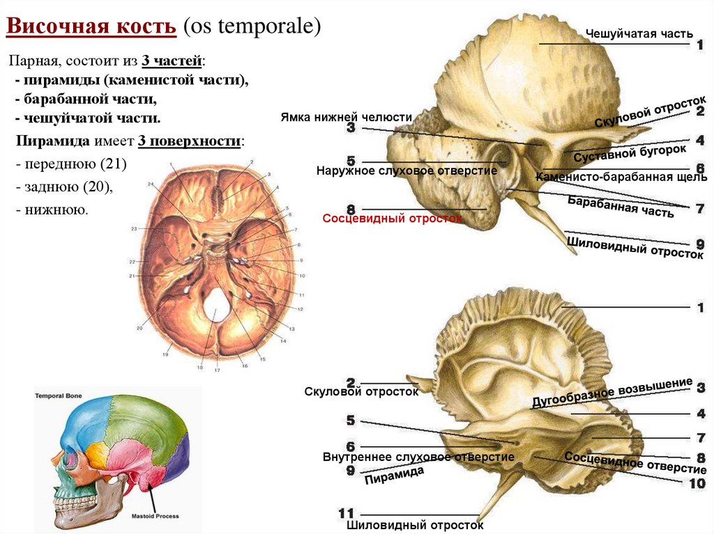 Височная кость (os temporale)