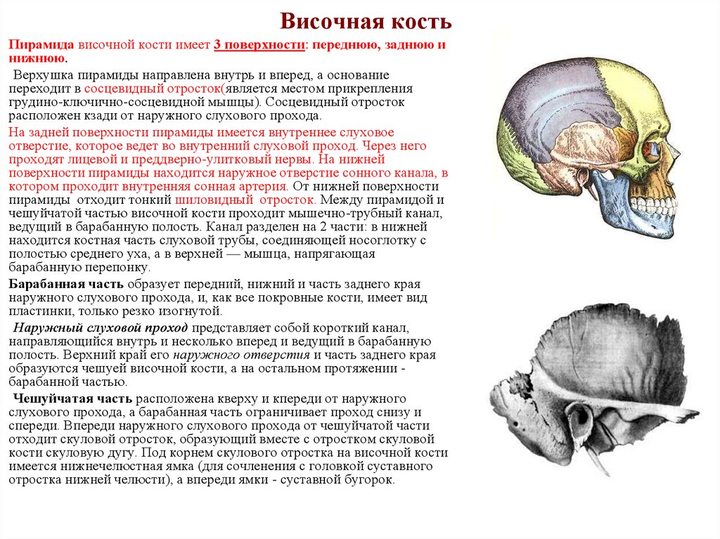 Височная кость