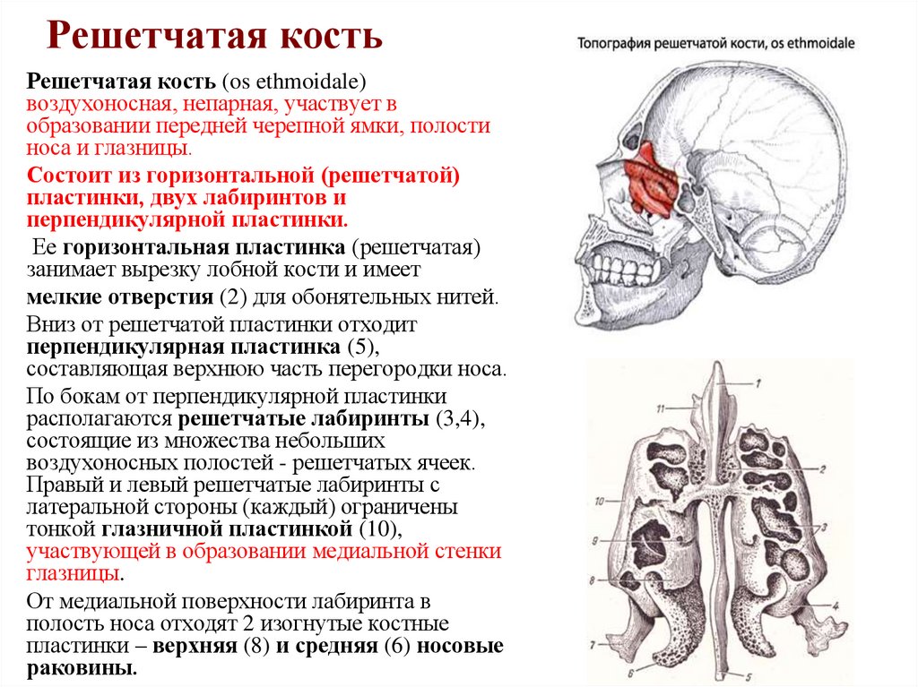 Решетчатая кость
