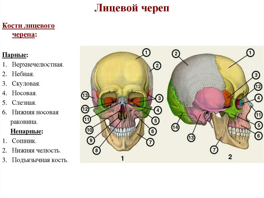 Лицевой череп