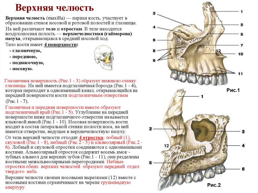 Верхняя челюсть