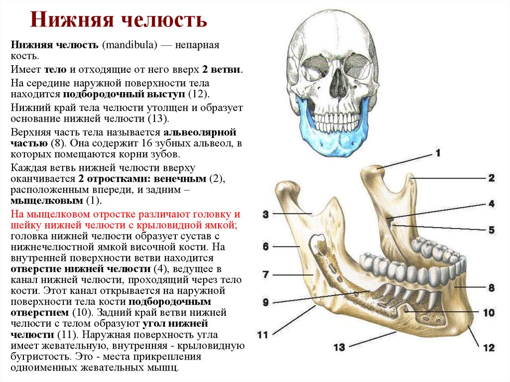 Нижняя челюсть
