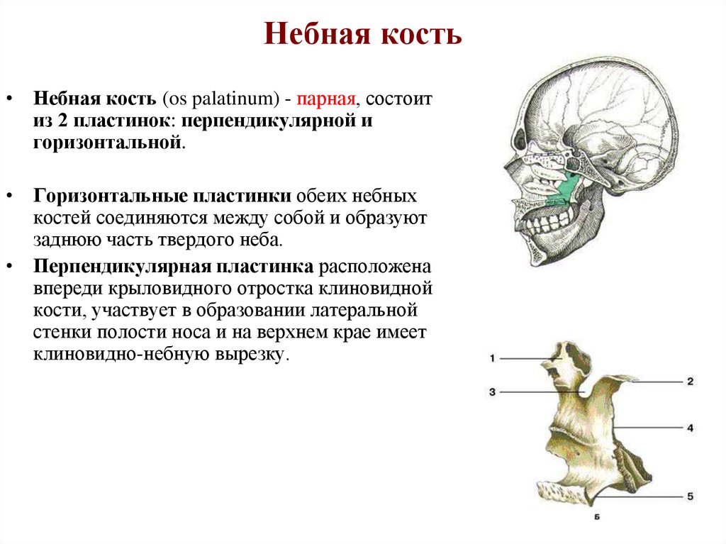 Небная кость