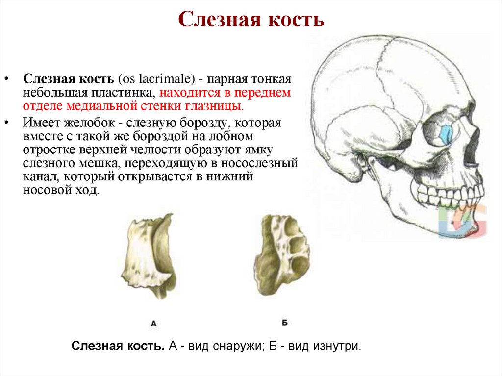 Слезная кость