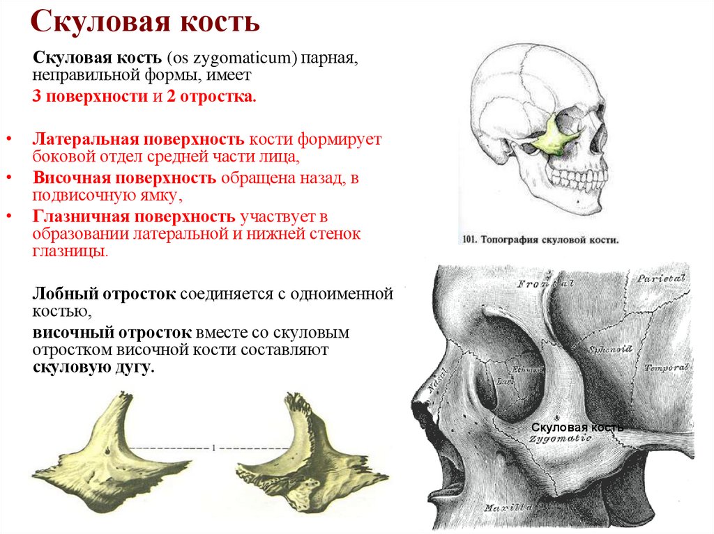 Скуловая кость